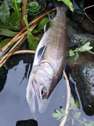 イワナの釣果