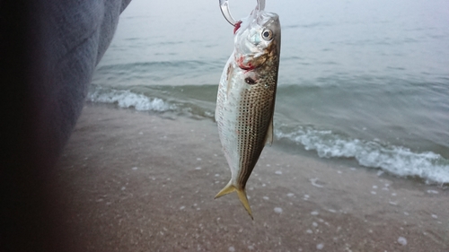 コノシロの釣果