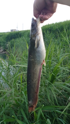 ナマズの釣果