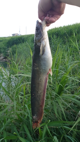 ナマズの釣果