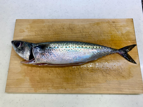 サバの釣果