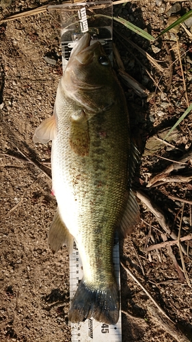 ブラックバスの釣果