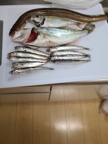 アナゴの釣果