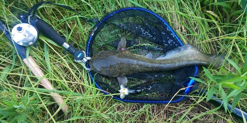 ナマズの釣果