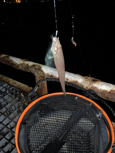 キスの釣果