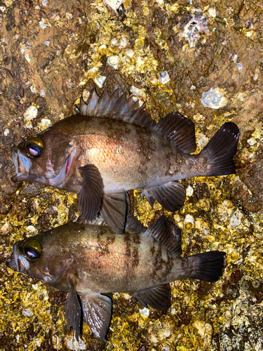 メバルの釣果