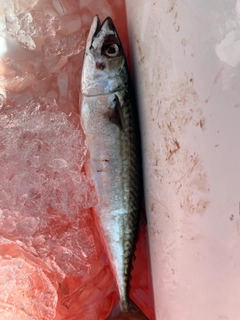 マサバの釣果