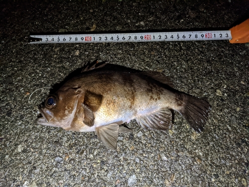 アカメバルの釣果