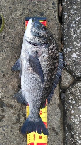 クロダイの釣果