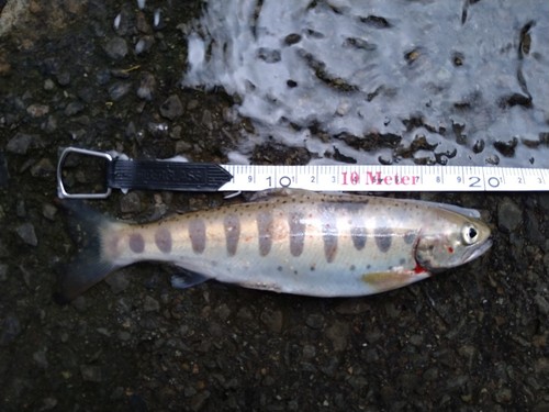 アマゴの釣果