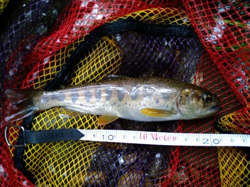 アマゴの釣果