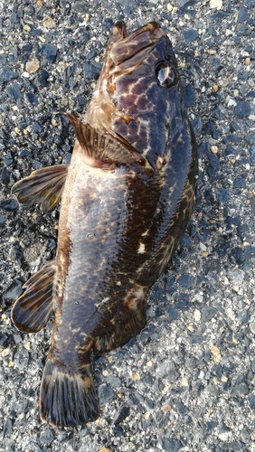 タケノコメバルの釣果