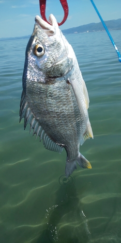 キビレの釣果