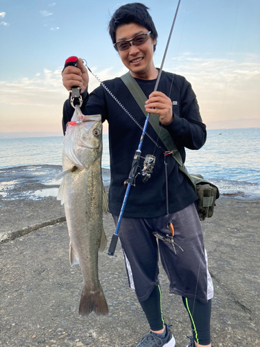 マルスズキの釣果