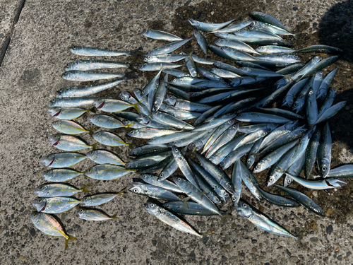 サバの釣果