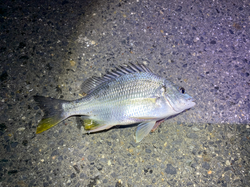 キビレの釣果