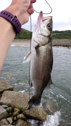 セイゴ（ヒラスズキ）の釣果