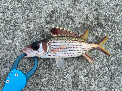 イットウダイの釣果