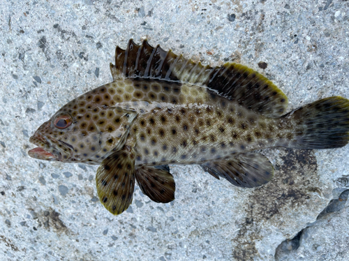 シロブチハタの釣果