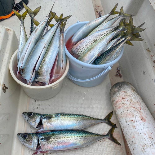 サバの釣果