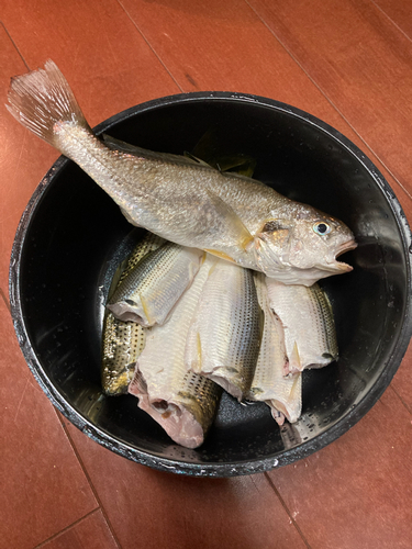 カタクチイワシの釣果