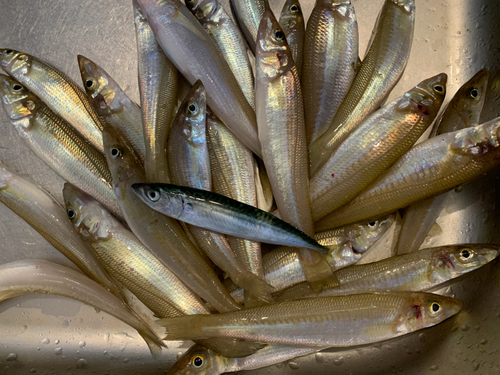 シロギスの釣果