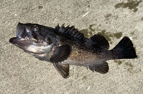 クロソイの釣果