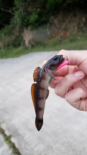 リュウグウハゼの釣果