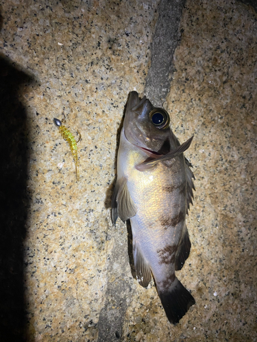 メバルの釣果