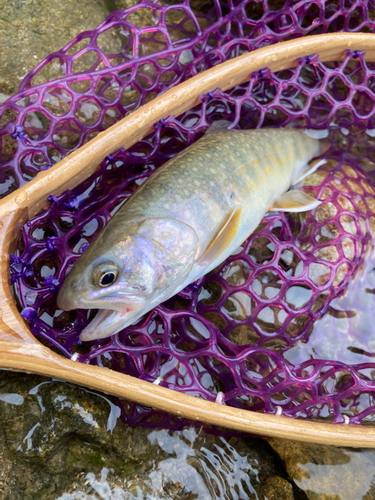 イワナの釣果