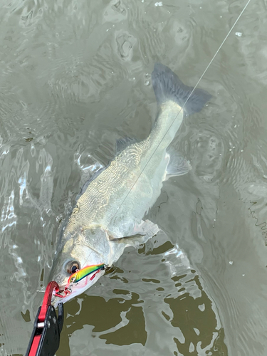 セイゴ（マルスズキ）の釣果