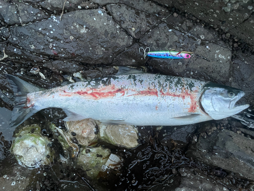 サクラマスの釣果