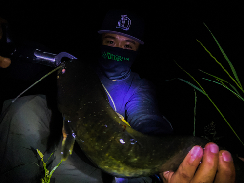 ナマズの釣果