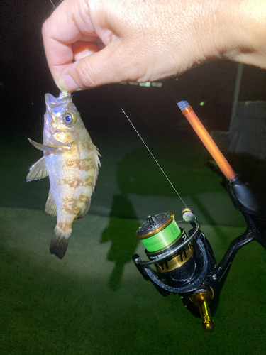 シロメバルの釣果