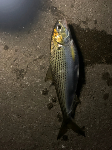 コノシロの釣果