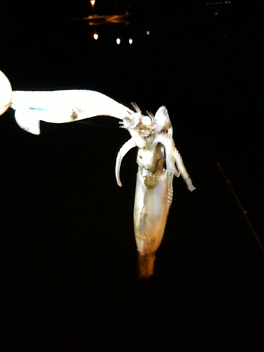 ヒイカの釣果