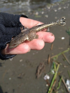 コチの釣果