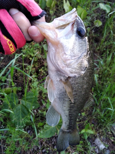 ブラックバスの釣果