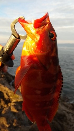 アカハタの釣果