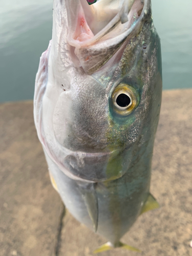 ワカシの釣果