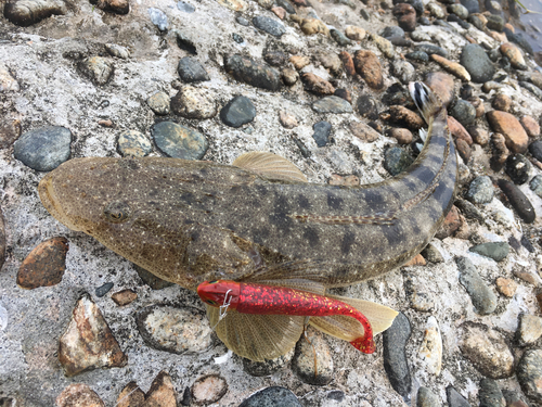 マゴチの釣果