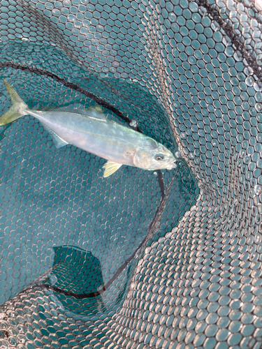 ワカナゴの釣果