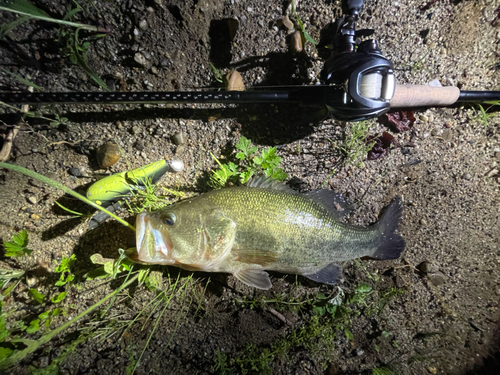 ブラックバスの釣果