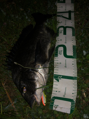 クロダイの釣果