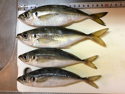 アジの釣果