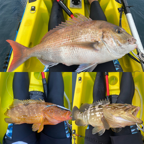 タイの釣果