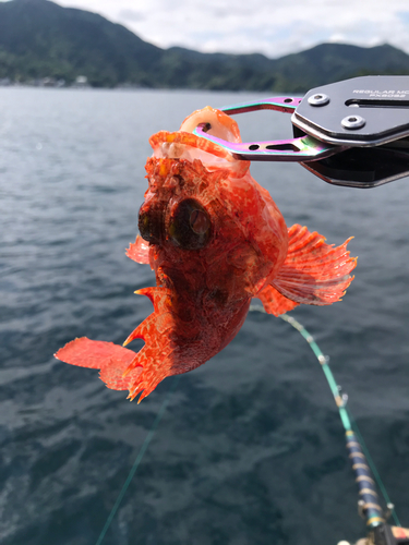 オニカサゴの釣果