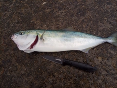 イナダの釣果