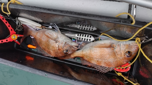 マダイの釣果