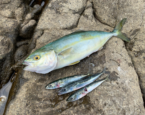 ワカシの釣果